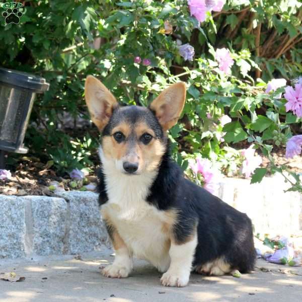 Wren, Pembroke Welsh Corgi Puppy