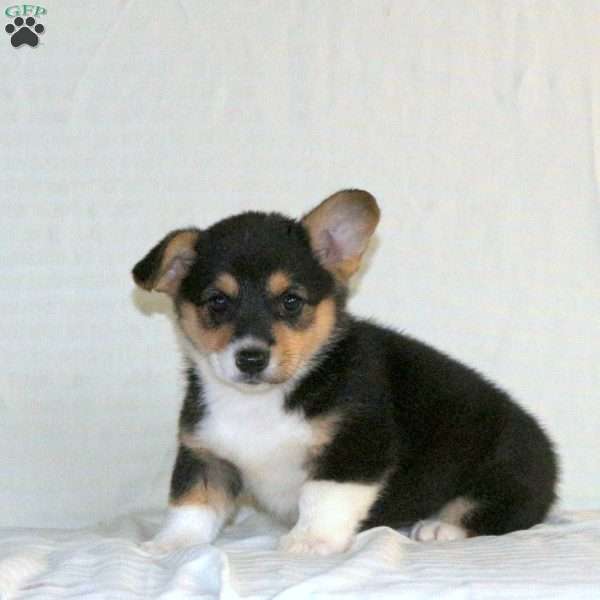Wren, Pembroke Welsh Corgi Puppy