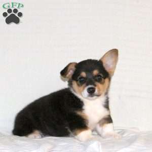 Wren, Pembroke Welsh Corgi Puppy