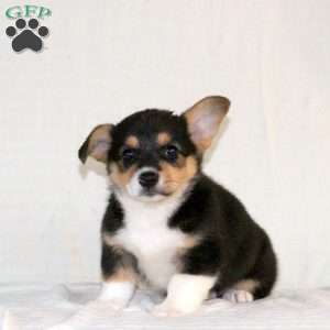 Wren, Pembroke Welsh Corgi Puppy