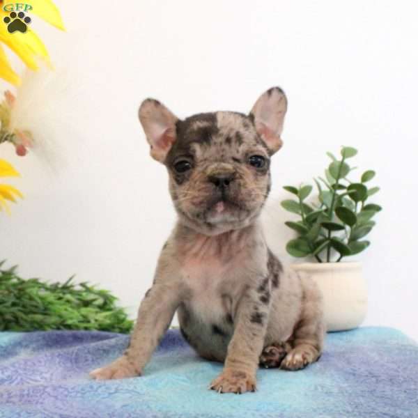 Wyatt, Frenchton Puppy