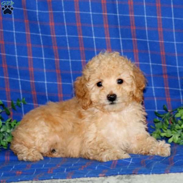 Wyatt, Miniature Poodle Puppy