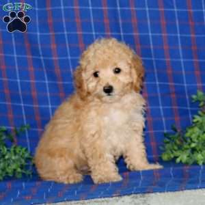 Wyatt, Miniature Poodle Puppy