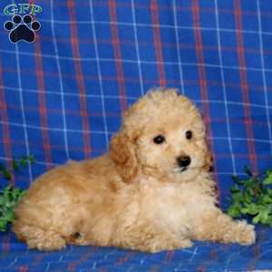 Wyatt, Miniature Poodle Puppy