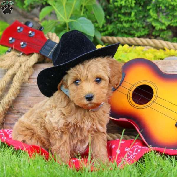 Wyoming, Mini Goldendoodle Puppy
