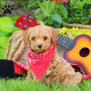 Wyoming, Mini Goldendoodle Puppy