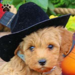 Wyoming, Mini Goldendoodle Puppy