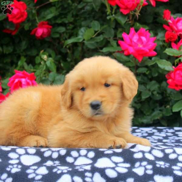 Xander, Golden Retriever Puppy
