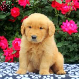 Xander, Golden Retriever Puppy