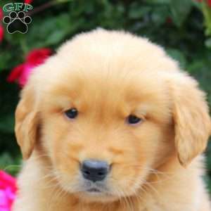 Xander, Golden Retriever Puppy