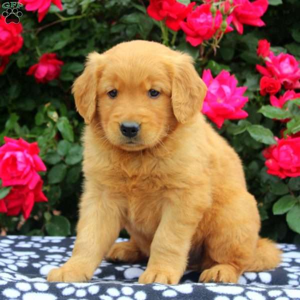 Xavier, Golden Retriever Puppy