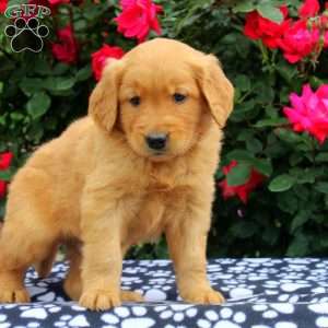 Xavier, Golden Retriever Puppy