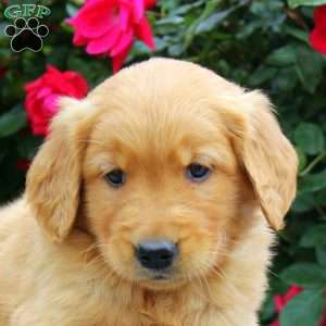 Xavier, Golden Retriever Puppy