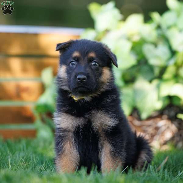Chance, German Shepherd Puppy