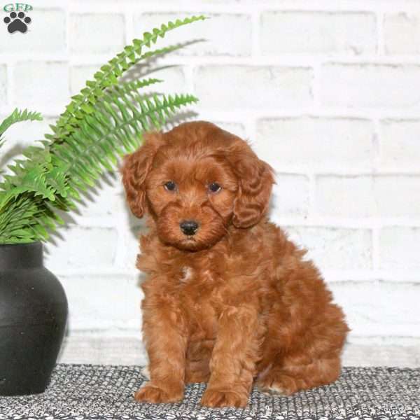Yogi, Mini Goldendoodle Puppy