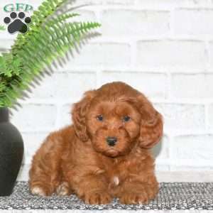 Yogi, Mini Goldendoodle Puppy