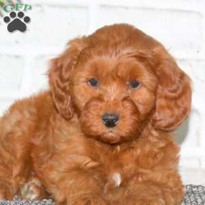 Yogi, Mini Goldendoodle Puppy