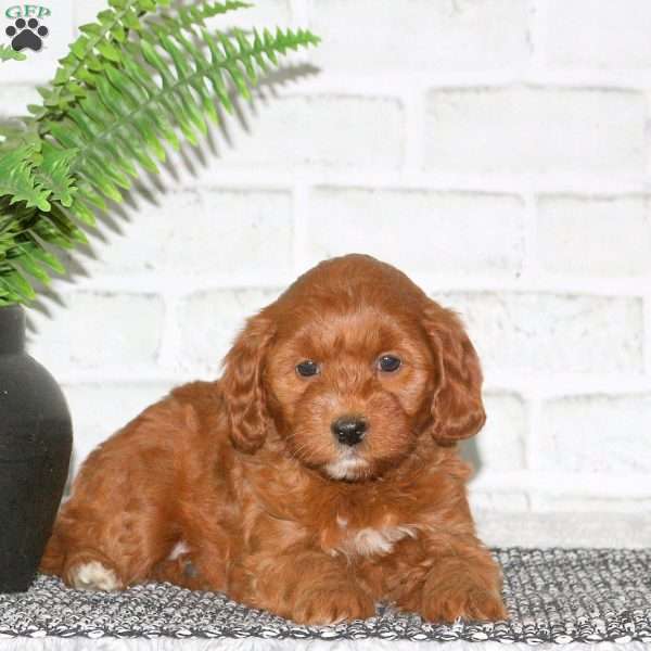Yvette, Mini Goldendoodle Puppy