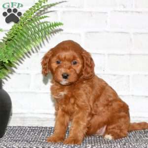 Yvette, Mini Goldendoodle Puppy