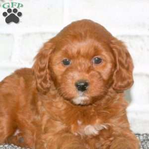 Yvette, Mini Goldendoodle Puppy