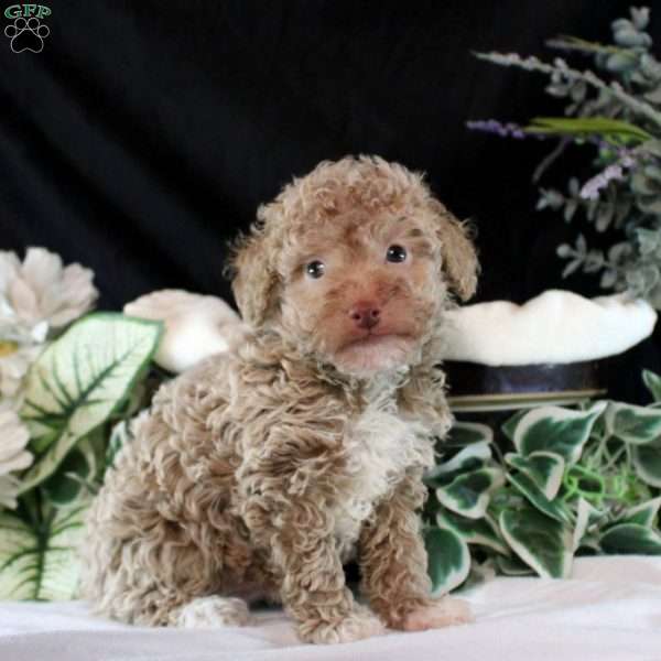 Zander, Toy Poodle Puppy