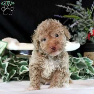 Zander, Toy Poodle Puppy