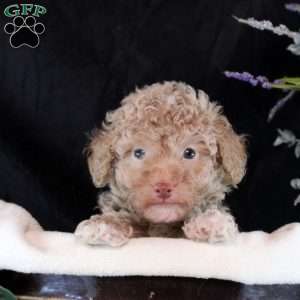 Zander, Toy Poodle Puppy
