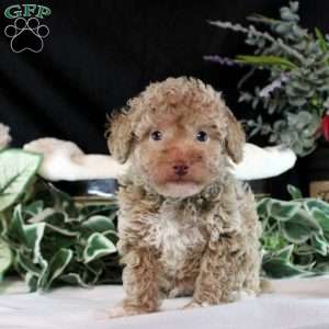 Zander, Toy Poodle Puppy