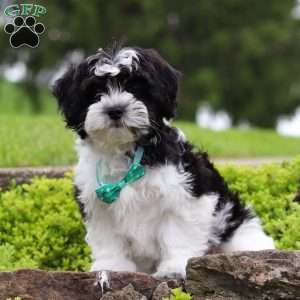 Zeke, Teddy Bear Puppy