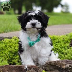 Zeke, Teddy Bear Puppy