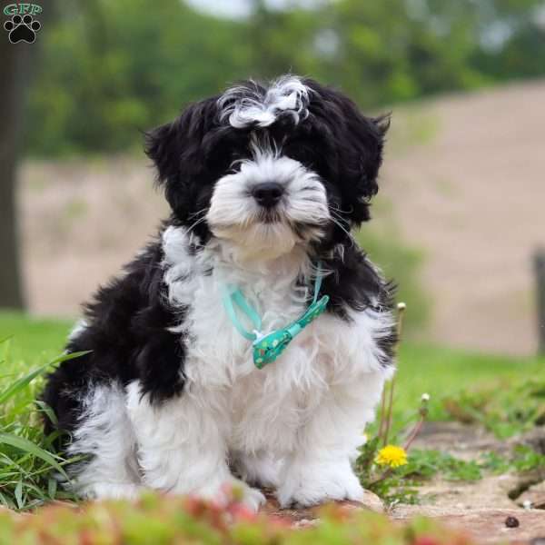 Zeke, Teddy Bear Puppy