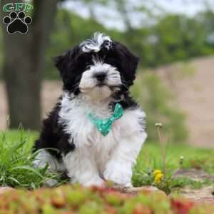 Zeke, Teddy Bear Puppy