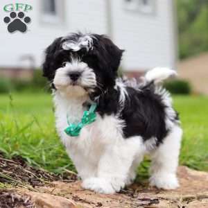 Zeke, Teddy Bear Puppy