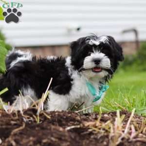 Zeke, Teddy Bear Puppy