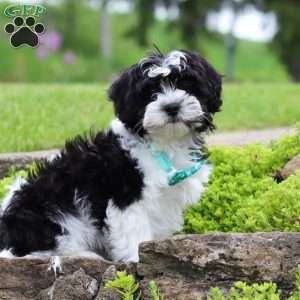 Zeke, Teddy Bear Puppy