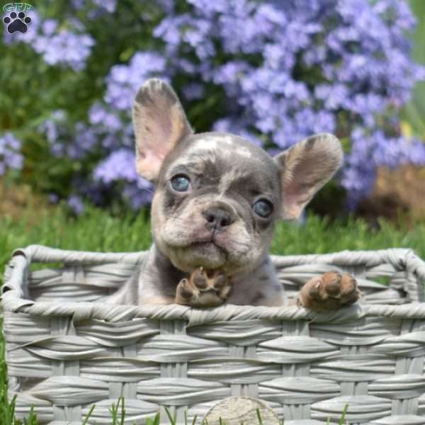 Ziggy, French Bulldog Puppy