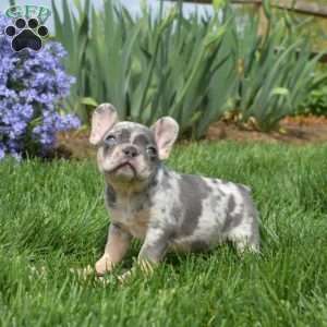 Ziggy, French Bulldog Puppy
