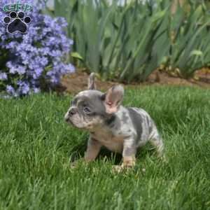 Ziggy, French Bulldog Puppy
