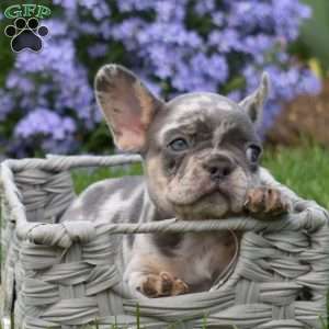 Ziggy, French Bulldog Puppy