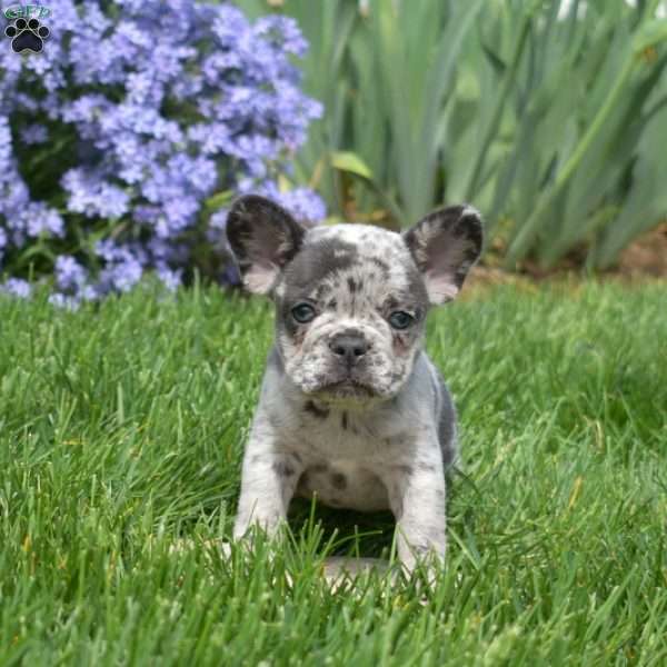 Zoey, French Bulldog Puppy
