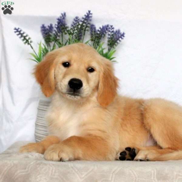 Zoey, Golden Retriever Puppy
