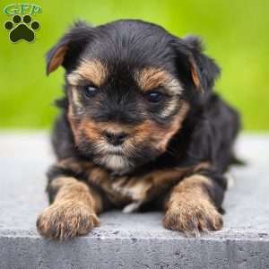 Zoey, Yorkie Puppy