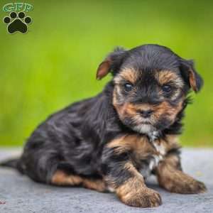 Zoey, Yorkie Puppy