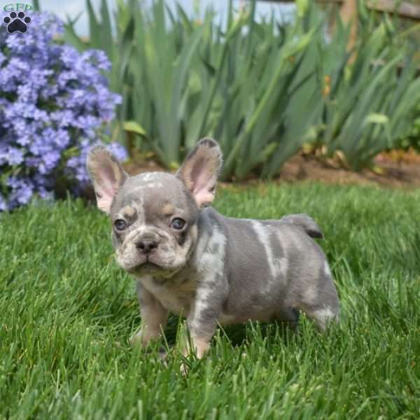 Zoomer, French Bulldog Puppy