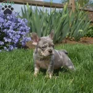 Zoomer, French Bulldog Puppy