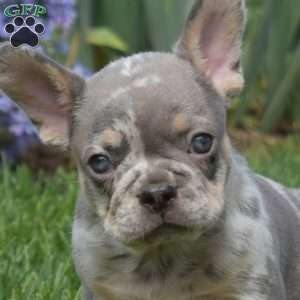 Zoomer, French Bulldog Puppy