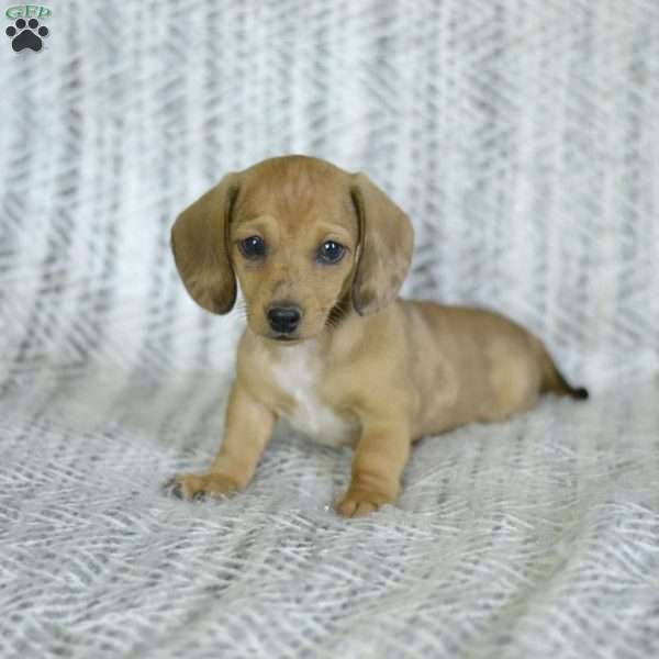 Zita (Mini), Dachshund Puppy