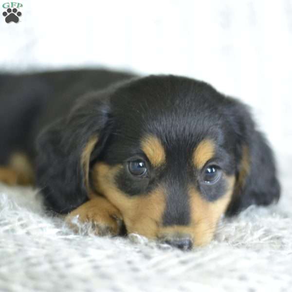 Zacki (mini), Dachshund Puppy