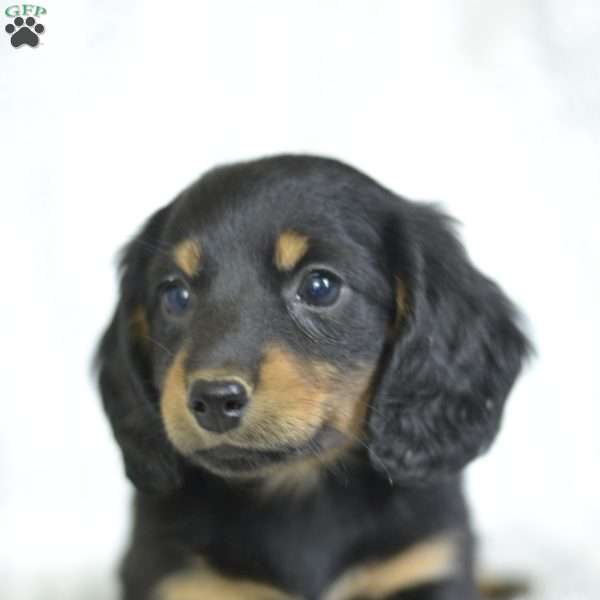 Zelda (Mini), Dachshund Puppy