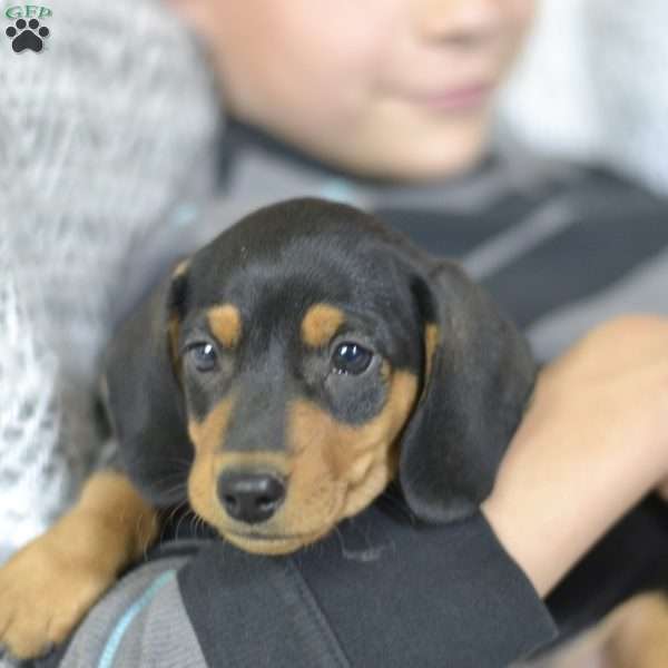 Zoro (Mini), Dachshund Puppy